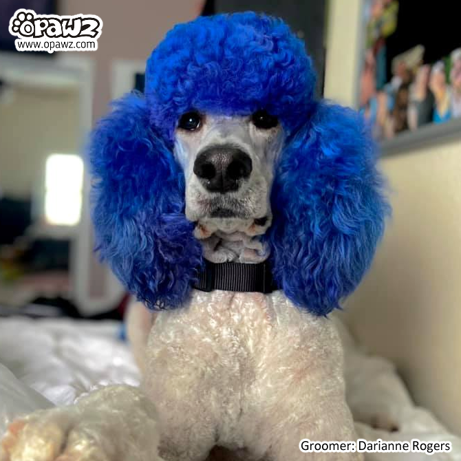 Blue hotsell poodle grooming
