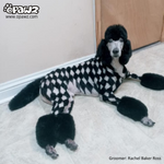 Dog Hair Dye - Super Black (PD12)