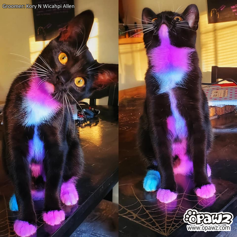 Semi Permanent Dog Hair Dye 8 Colors and Dilution Cream Value