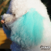 Pet Hair Chalk-Turquoise (TC12)