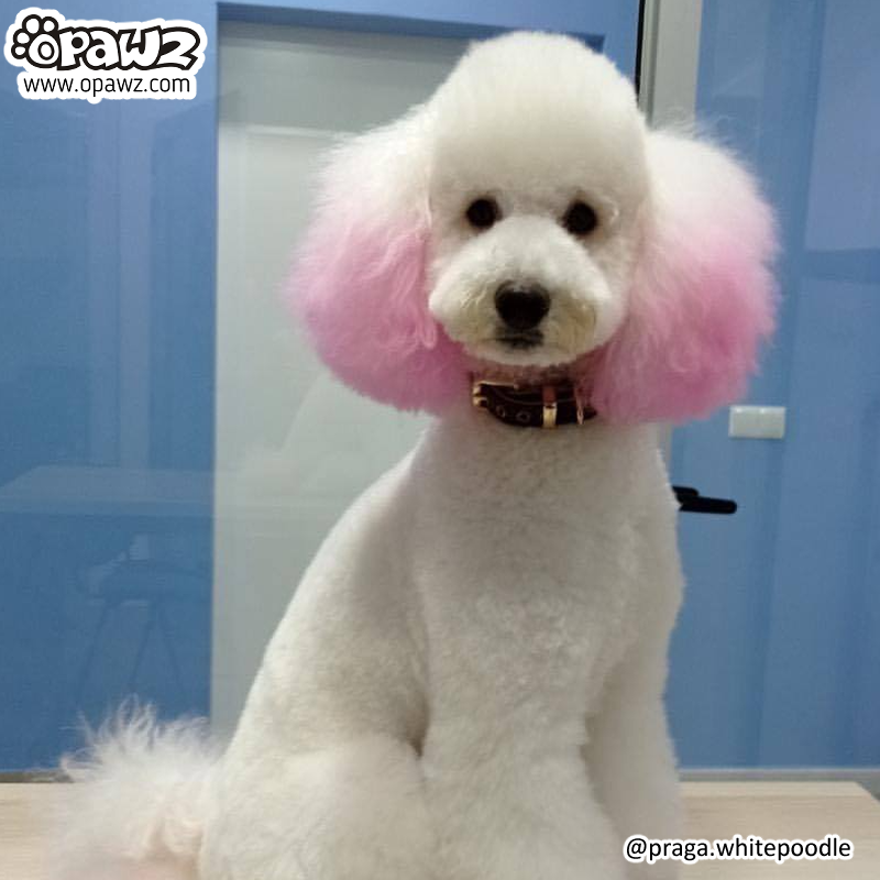Pet Hair Chalk - Pink (TC01)