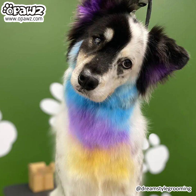 Pet Hair Chalk-Purple (TC04)