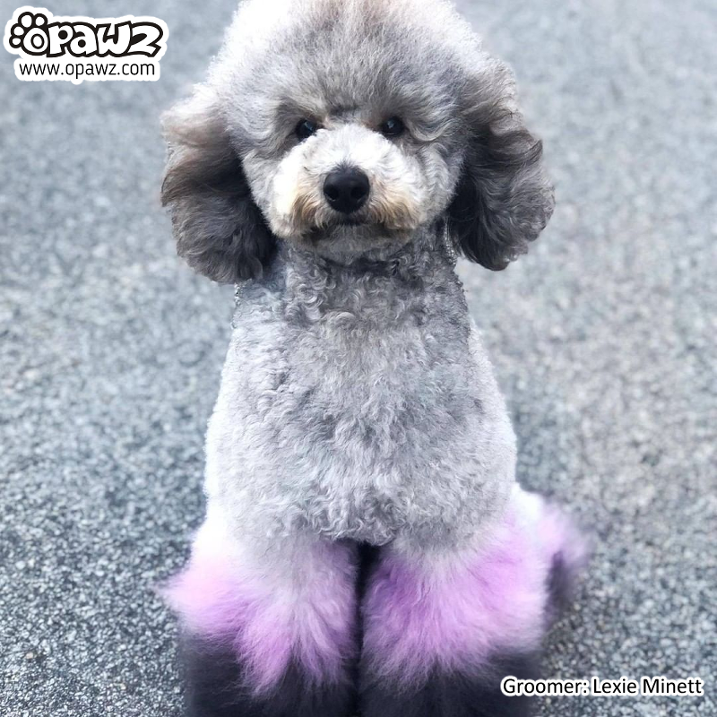 Pet Hair Chalk-Purple (TC04)