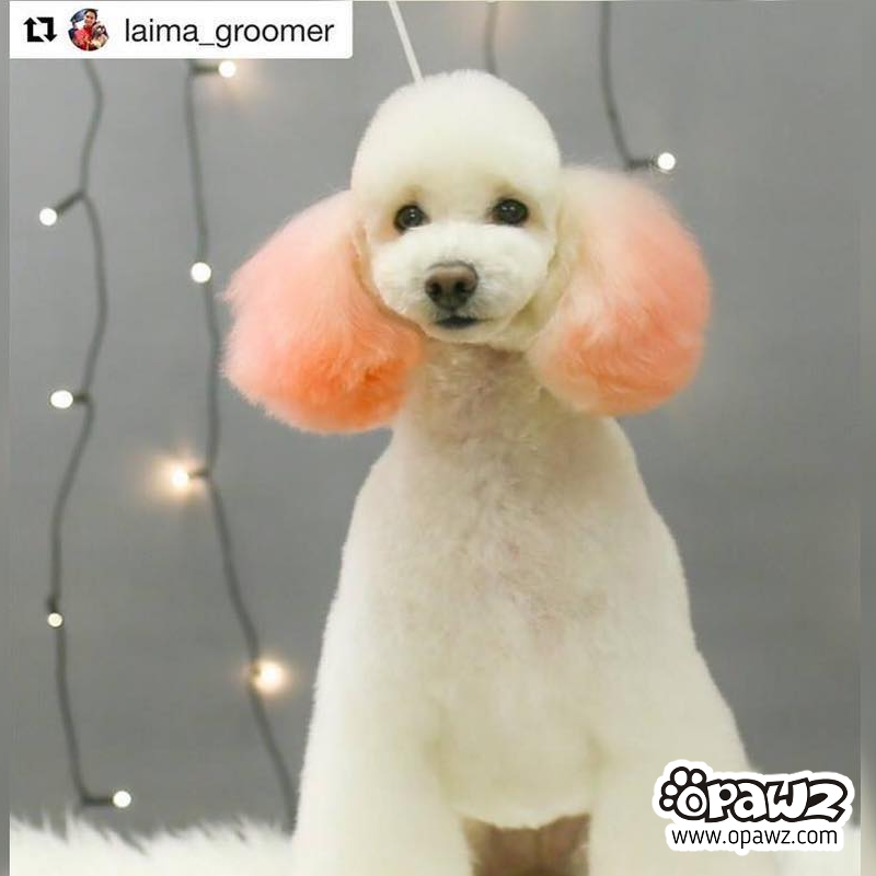 Pet Hair Chalk - Orange (TC03)