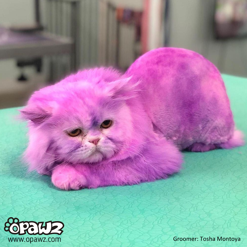 Cat hair best sale dye