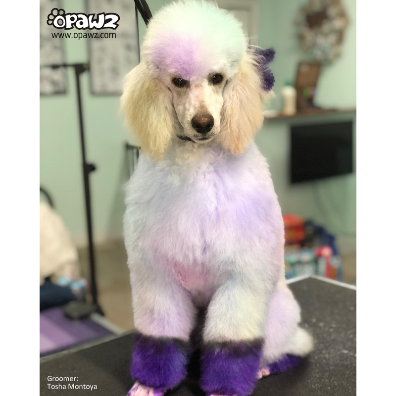Teinture pour poils de chien-Chic Violet (PD28)