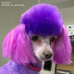 Teinture pour poils de chien-Chic Violet (PD28)