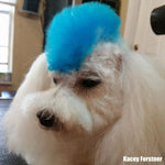 Teinture pour poils de chien - Bleu innocent (PD05)