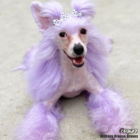 OPAWZ Funky Color Shampoo - Purple - 500ml (FC05)