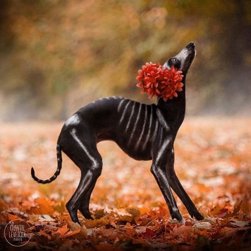 White Pet Paint Pen Temporarily Pet Color Safe and Non-Toxic