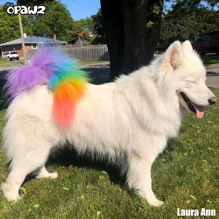 OPAWZ Pet Paint Pen Color Chart on Real Dog