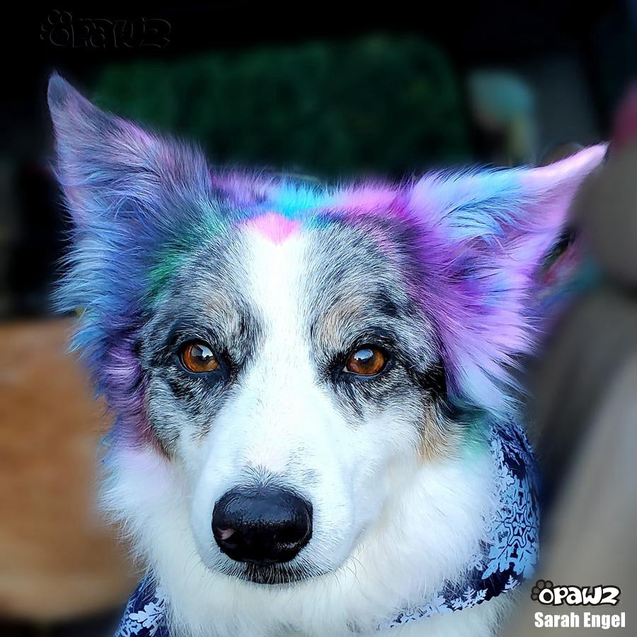Semi-Permanent Dog Hair Dye - 8 Colors and Dilution Cream Value