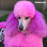Dog Hair Dye - Charm Pink (PD17)